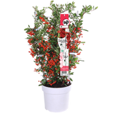 Plante Pyracantha coccinea aux baies rouges