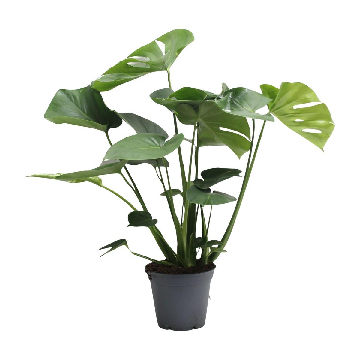 Delicious Monstera Tauerii - Ø17cm - ↕65cm