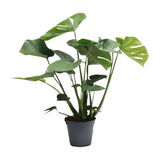 Delicious Monstera Tauerii - Ø17cm - ↕65cm