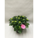 Hortensia Early Rosa - Ø23cm - ↕45cm