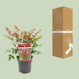 Nandina Dom. 'Obsédé' - Ø13cm - ↕10cm