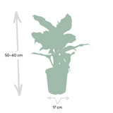 Dieffenbachia Mars - Voleur de Bagdad - Ø17cm - ↕50cm