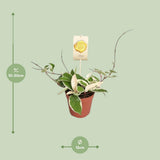 Hoya Carnosa Reine Krimson - Ø12cm - ↕20cm