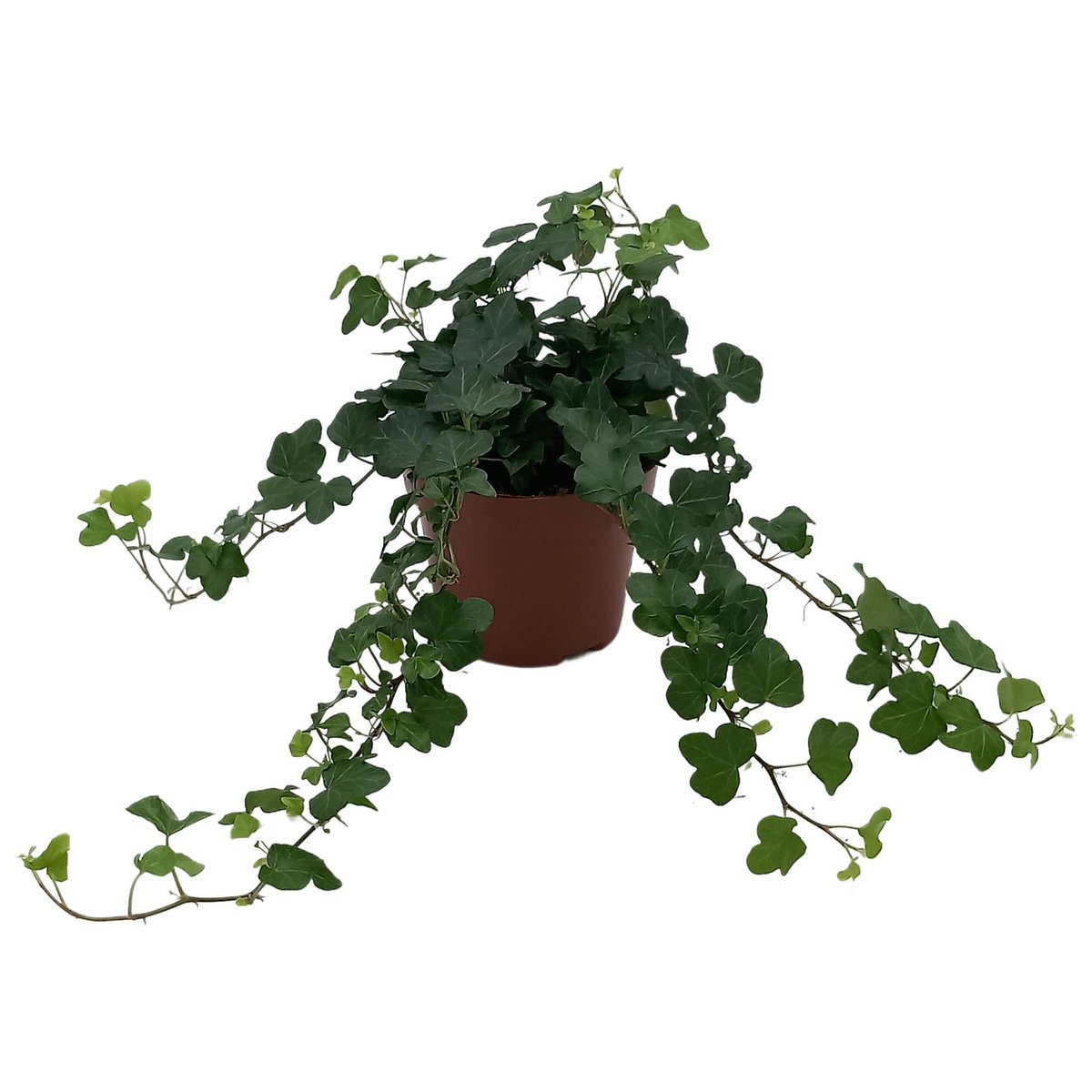 Vase Honora Helix 'Wonder' en céramique naturelle, diamètre 13 cm