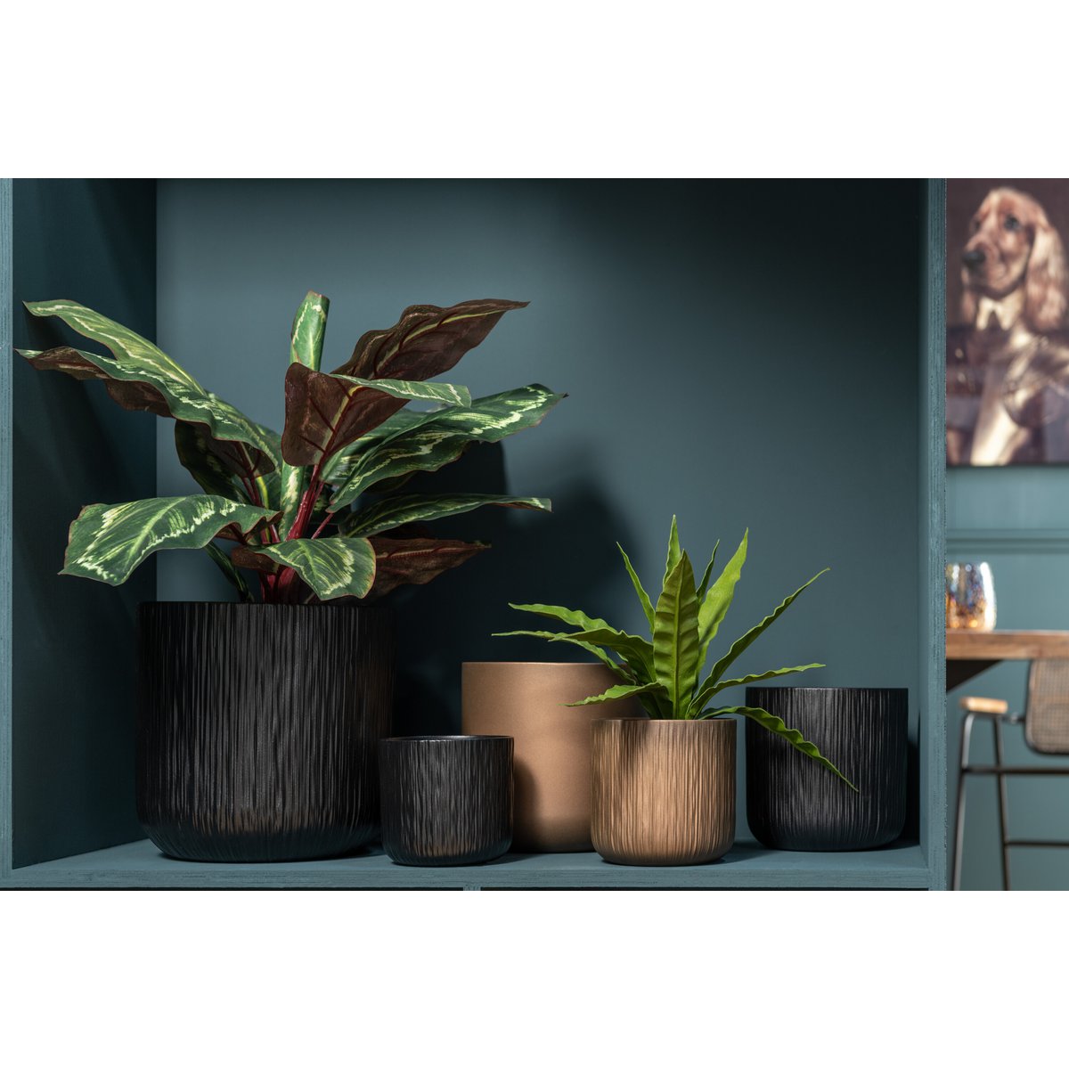 Plante Paon J-Line en pot vert, vue de face