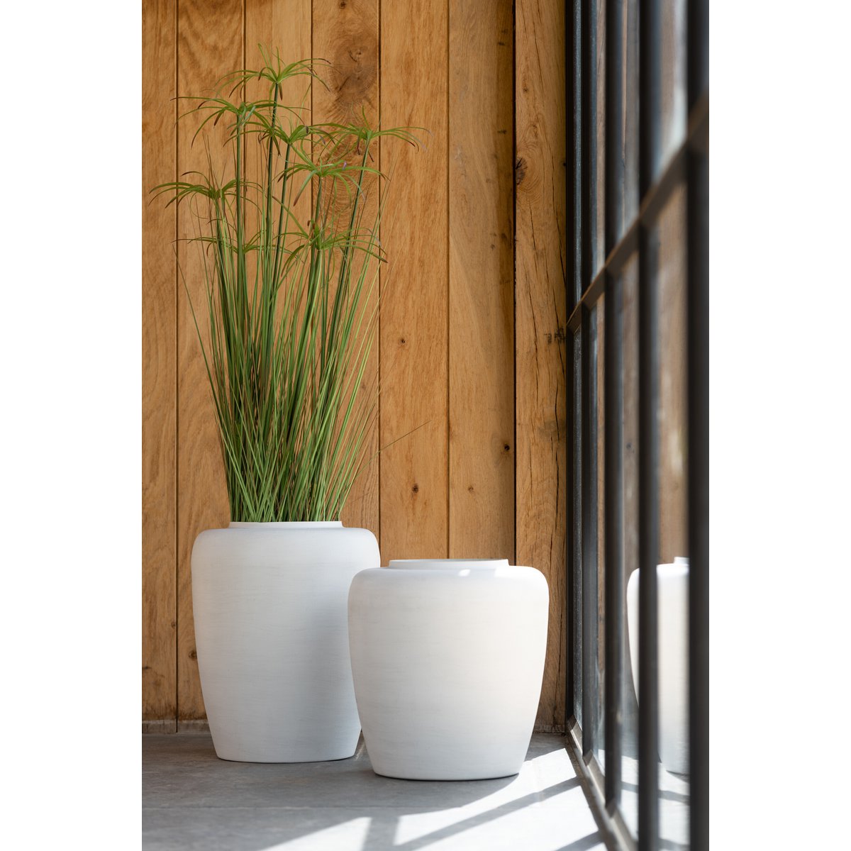 Cyperus Alternifolius J-Line en pot PVC, vue d'ensemble