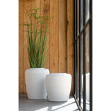 Cyperus Alternifolius J-Line en pot PVC, vue d'ensemble