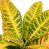 Codiaeum Pétra - Ø17cm - ↕45cm