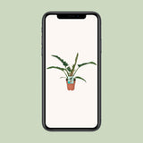 Philodendron étroit - Ø19cm - ↕90cm