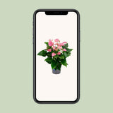Anthurium Karma Joli - Ø17cm - ↕55cm