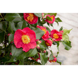 Camellia jap. 'Dr. King '- Ø29cm - ↕90cm