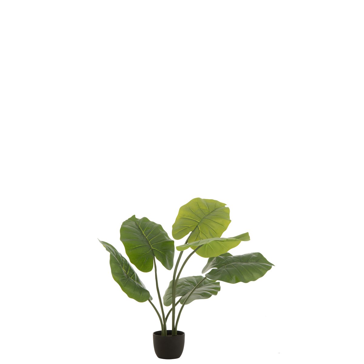 Plante Taro Wild en pot vert, gros plan sur le pot et les feuilles