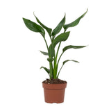 Strelitzia Queen - Ø12cm - ↕35cm