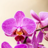 Lot de 2 orchidées Kolibri surprise en pot Ø9 cm