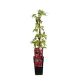 Parthenossus tricuspidata 'veitch boskoop' - Ø15cm - ↕65cm