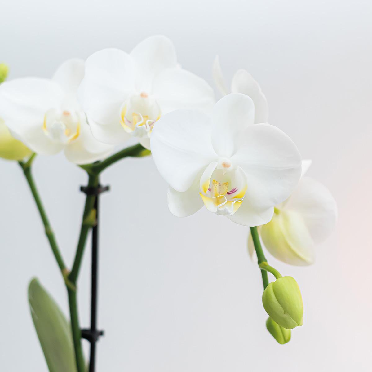 Ensemble de plantes Inner Retreat avec orchidée et rhipsalis