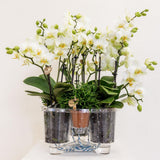 Lot de 3 orchidées blanches Lausanne et 3 plantes vertes en pot coton 9 cm