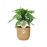 Plante Monstera Deliciosa en pot jaune 14 cm