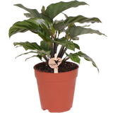 Plante Calathea verte d'intérieur en pot Ø9 cm