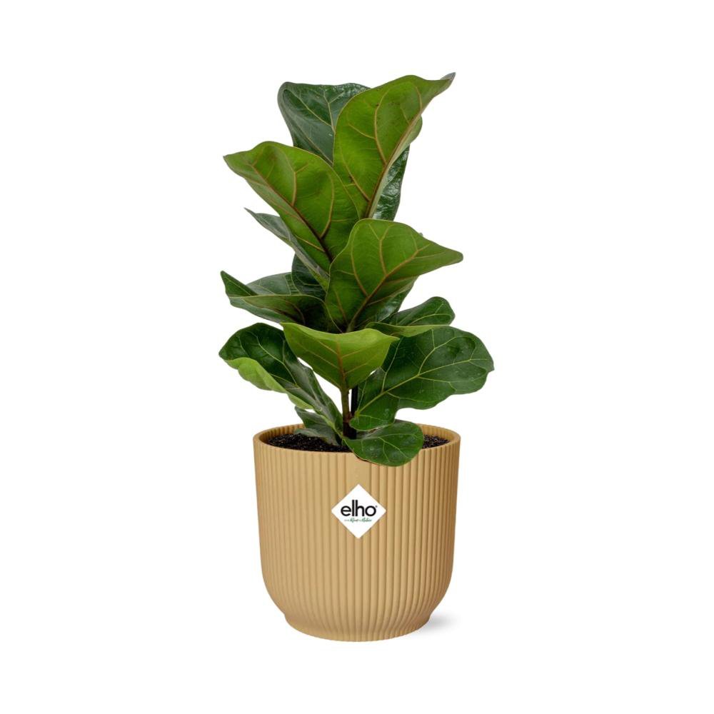 Ficus lyrata Bambino en pot décoratif jaune