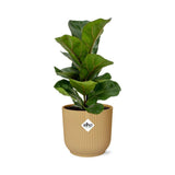 Ficus lyrata Bambino en pot décoratif jaune