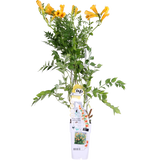 Campsis Summer Jazz 'Trumpet' - Ø15cm - ↕65cm