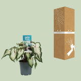 Plante Caladium blanc Ø12 cm hauteur 25 cm