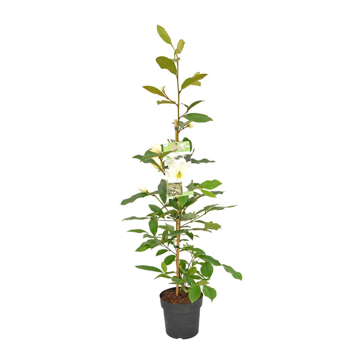 Michelia Fairy Magnolia Cream - Plante avec fleurs crémeuses et feuillage délicat