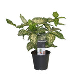 Dracaena Godsefiana - Ø12cm - ↕25cm