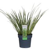 ACORUS GRAMINUS 'Argenteostriatus' - Ø14cm - ↕30cm