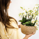 Orchidée phalaenopsis blanche en pot diamètre 12 cm