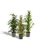 Lot de 3 ficus en pot de 21 cm