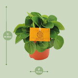 Babaria Rane Verde - Ø11cm - ↕15cm