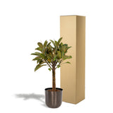 Ficus Elastica Melany Stam - ↨90cm - Ø21cm + Pot May