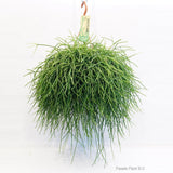 Rhipsalis Pulchra - Ø21 ↕45