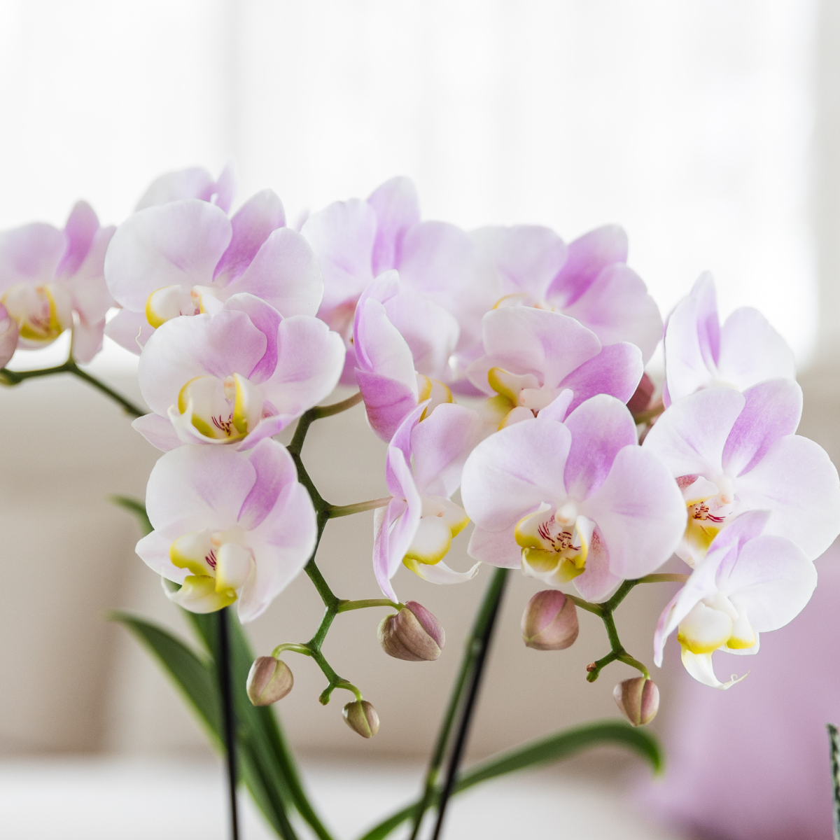 Orchidée Phalaenopsis rose avec pot décoratif Malaga rose