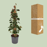 Philodendron Lupine Mobiletok - Ø16cm - ↕75cm
