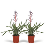 Lot de 2 plantes Aechmea Blue Rain diamètre 12 cm hauteur 45 cm