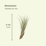 Gros plan sur une plante Tillandsia dans son pot de culture
