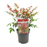 Nandina Dom. 'Obsédé' - Ø13cm - ↕10cm