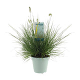 Pennisetum alopecuroides «Little Hameln» - Ø23cm - ↕70cm