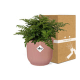 Asplenium Parvati en ELHO Vibes Fold 14cm rose