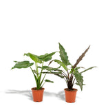 Lot de 2 plantes artificielles Alocasia en pot Ø19 cm