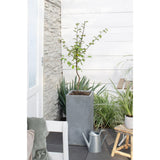 Cydonia oblonga 'Leskovacks' - Ø23cm - ↕120cm