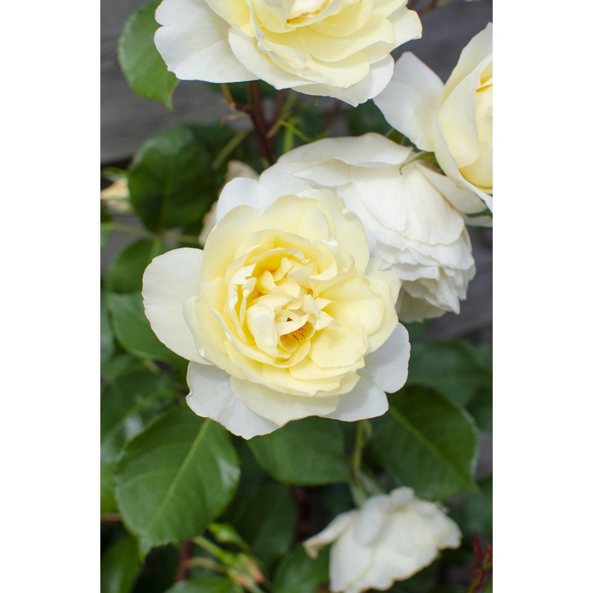 3x - Rosa Crazy in Love 'Vanilla' - ↨65cm - Ø15