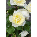 3x - Rosa Crazy in Love 'Vanilla' - ↨65cm - Ø15