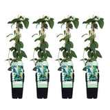 4x - Loninera japonica 'Halliana' - ↨65cm - Ø15
