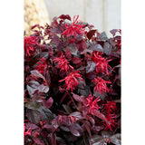 Plante loropetalum rouge en pot