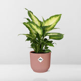 Dieffenbachia 'Camilla' en ELHO Vibes Fold 14cm rose