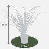 Phormium 'rouge nana' - Ø14cm - ↕50cm